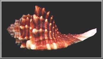 Cymatium (Ranularia) dunkeri iredalei Beu, 1995