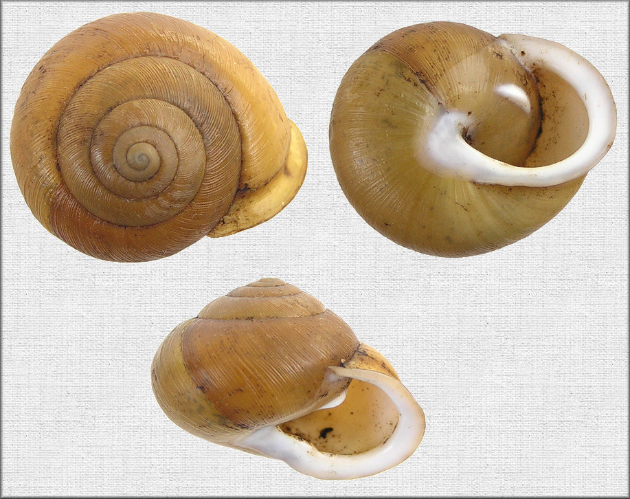 Mesodon zaletus (A. Binney, 1837) Toothed Globe