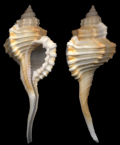 Cymatium (Ranularia) sinense sinense (Reeve, 1844)