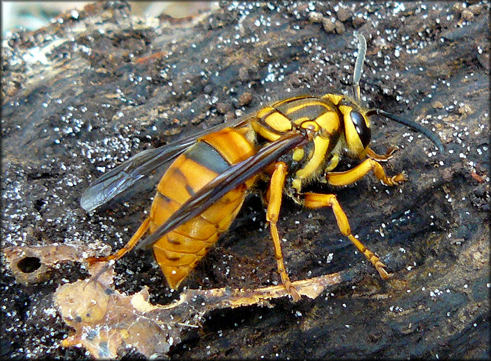 Southern Yellowjacket [Vespula squamosa]