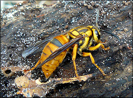 Southern Yellowjacket [Vespula squamosa]