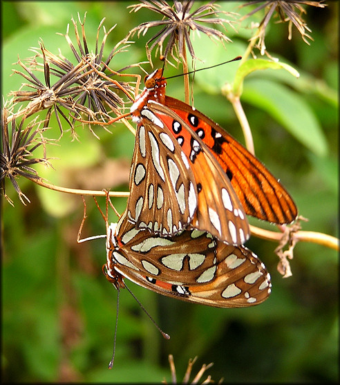 Gulf Fritillary [Agraulis vanillae] Mating