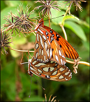 Gulf Fritillary [Agraulis vanillae (Linnaeus, 1758)] Mating