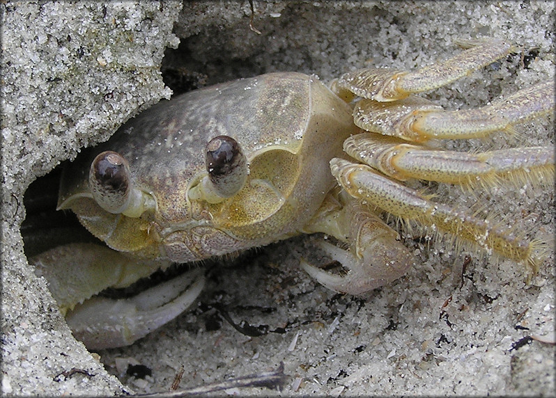 Ocypode quadrata Atlantic Ghost Crab