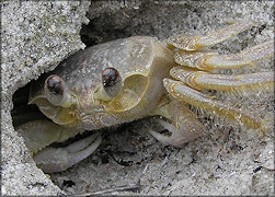 Ocypode quadrata Atlantic Ghost Crab