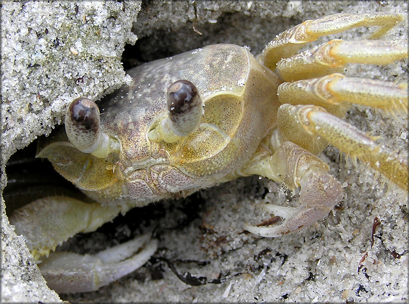 Ocypode quadrata Atlantic Ghost Crab