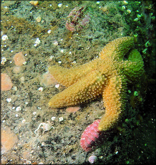 Leptasterias stolacantha Fisher, 1930