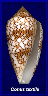 Conus textile