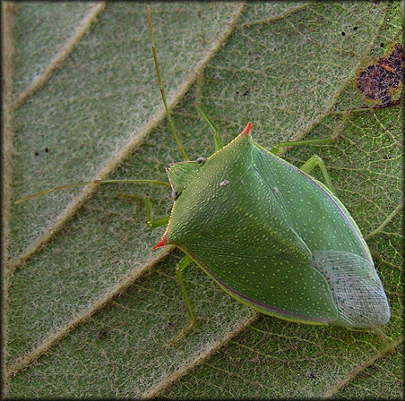 Stink Bug [Family Pentatomidae]