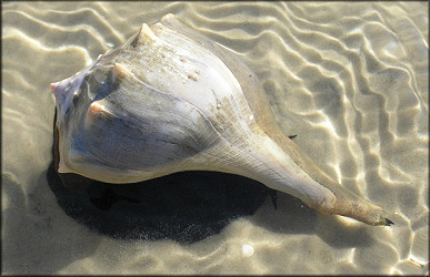 Lightning Whelk