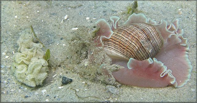 Hydatina physis (Linnaeus, 1758) Brown-line Paperbubble With Eggs