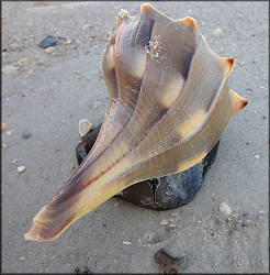 Lightning Whelk