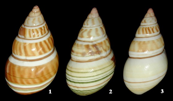 Liguus fasciatus alternatus Simpson, 1920