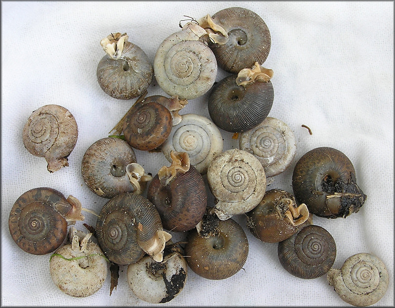 A Selection Of Daedalochila auriculata (Say, 1818) From The Outback Crab Shack - 1/25/2009