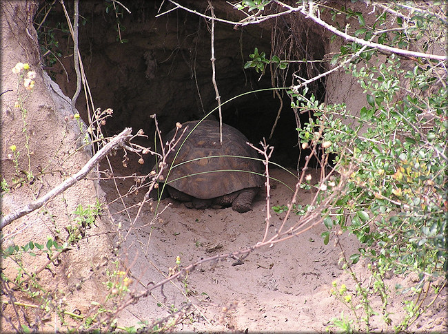 Gopher Tortoise [Gopherus polyphemus]