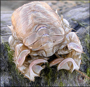 Probably Albunea catherinae Mole Crab