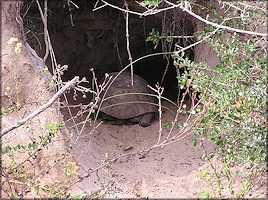 Gopher Tortoise [Gopherus polyphemus]