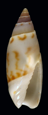 Olivella exilis (Marrat, 1871)