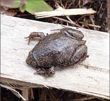 Eastern Narrowmouth Toad Gastrophryne carolinensis