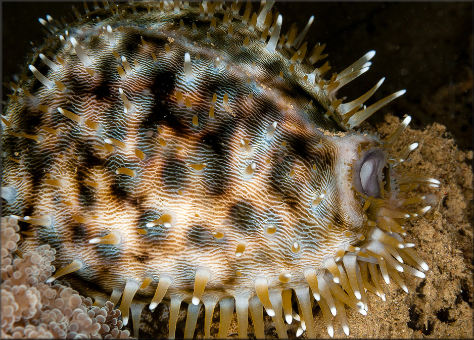 Cypraea tigris Linnaeus, 1758