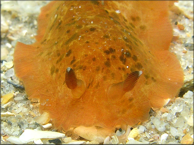 Dendrodoris krebsii (Mrch, 1863)