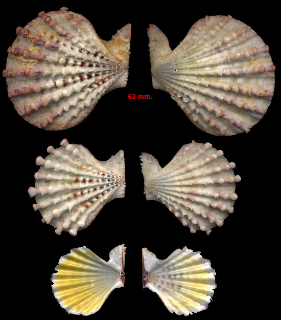 Caribachlamys pellucens (Linnaeus, 1758) Knobby Scallop