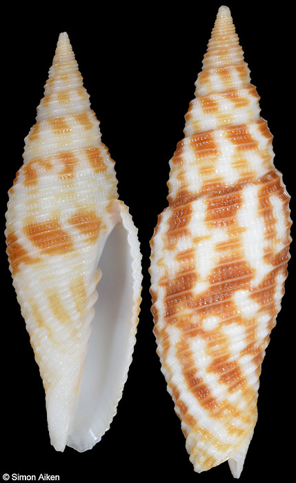 Imbricaria zetema (Dekkers, Herrmann, Poppe and Tagaro, 2014)