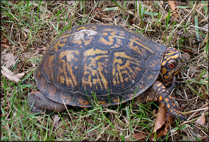 Eastern Box Turtle [Terrapene carolina carolina]