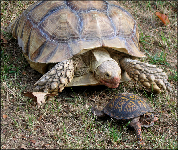 Eastern Box Turtle [Terrapene carolina carolina]