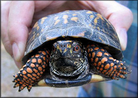 Eastern Box Turtle [Terrapene carolina carolina]