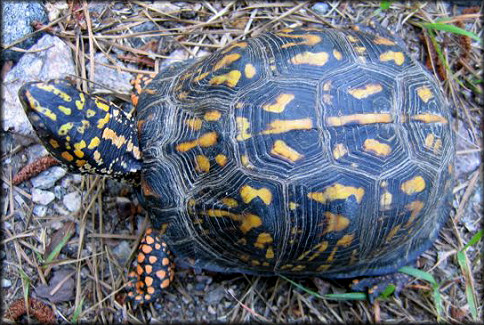 Eastern Box Turtle [Terrapene carolina carolina]