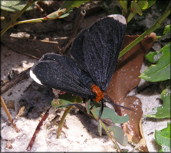 White-tipped Black Moth (Melanchroia chephise)