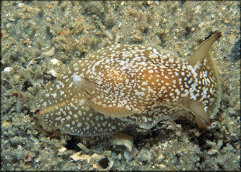 Pleurobranchaea inconspicua Bergh, 1897 Inconspicuous Sidegill-slug