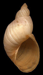 Succinea (Calcisuccinea) floridana Pilsbry, 1905