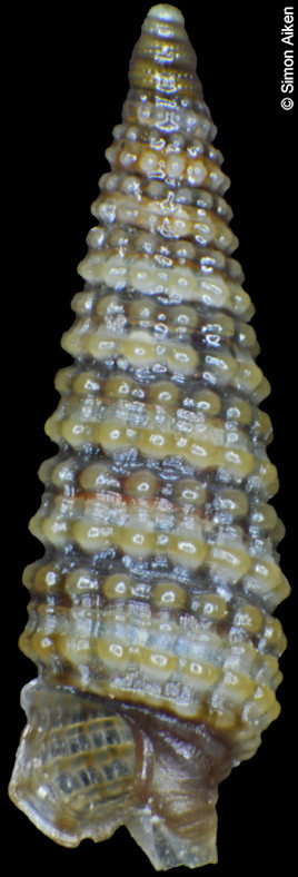 Mastonia species
