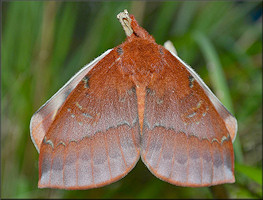 Io Moth [Automeris io] Male