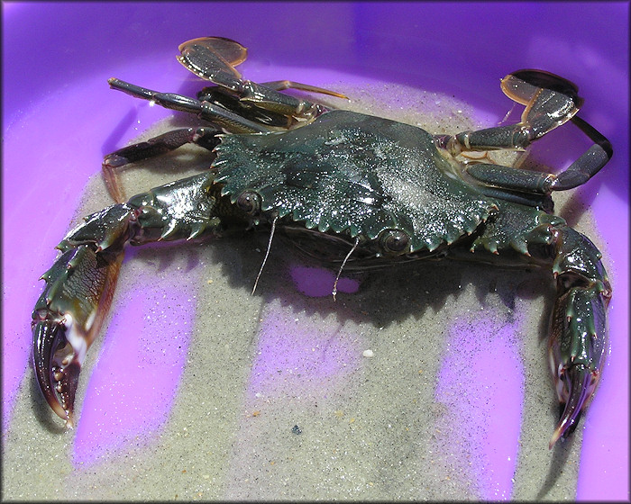 Charybdis hellerii Spiny Hands or "Indo-Pacific Swimming Crab"