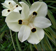 African Iris [Dietes bicolor]