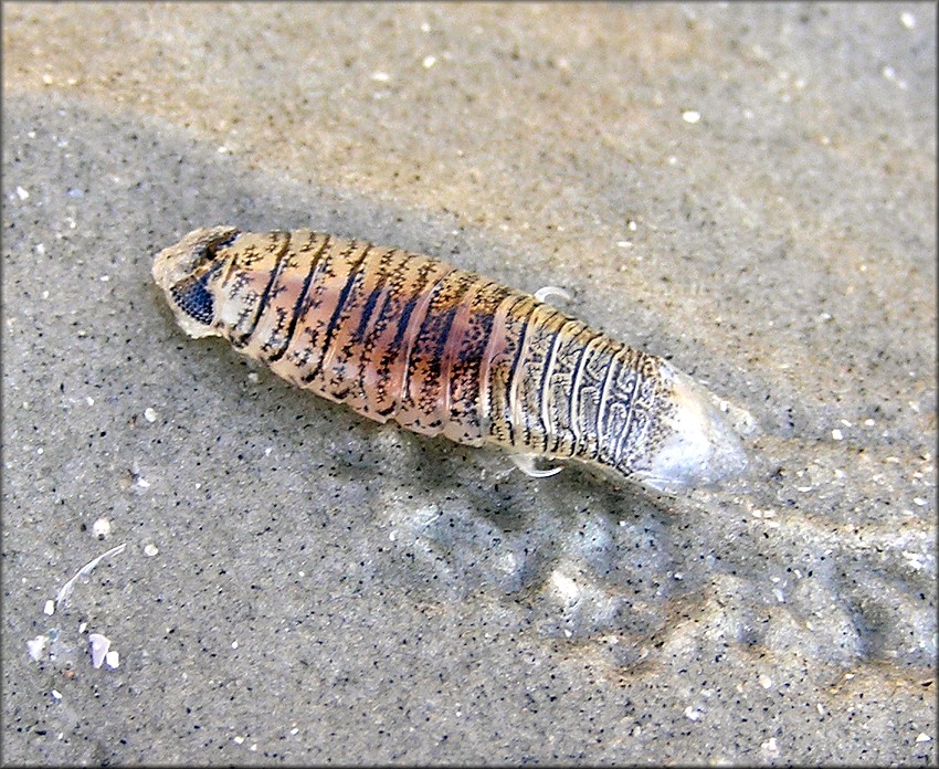 Isopod (possibly in the genus Rocinela)