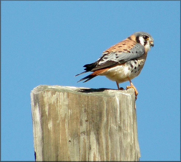 American Kestrel [Falco sparverius]