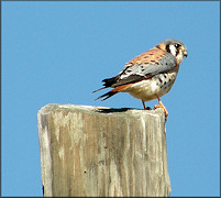 American Kestrel [Falco sparverius]