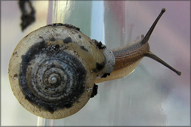 Live Daedalochila auriculata From The Outback Crab Shack