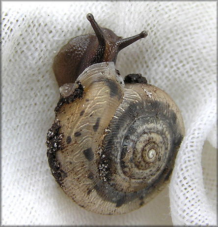 Live Daedalochila auriculata From The Outback Crab Shack