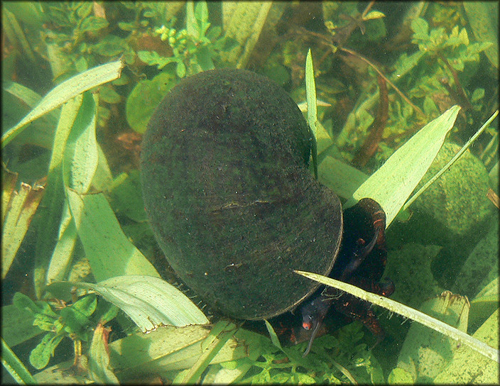 Pomacea paludosa (Say, 1829) Florida Applesnail