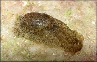 Haminoea succinea (Conrad, 1846) Amber Glassy-bubble