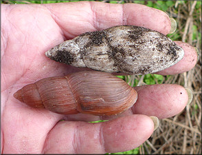 Euglandina rosea (Férussac, 1821) Rosy Wolfsnail - Very Large Specimen