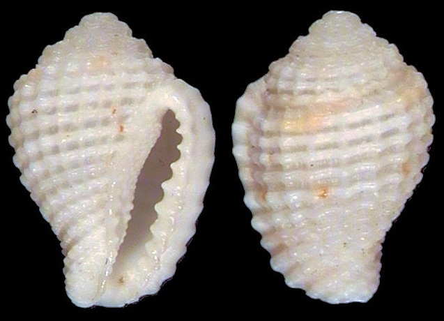 Morum janae D. Monsecour and Lorenz, 2011 Holotype (MNHN 24773)