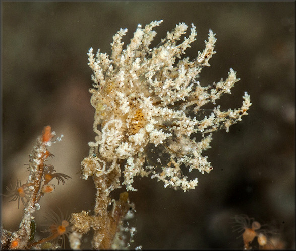 Janolus costacubensis Ortea and Espinosa, 2000 