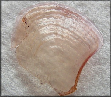 Aplysia brasiliana Rang, 1828 Mottled Seahare Juvenile Internal Shell