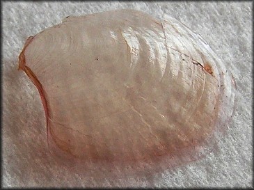 Aplysia brasiliana Rang, 1828 Mottled Seahare Juvenile Internal Shelll